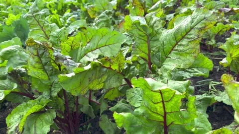 Green leaves of red beetroot Stock Footage 245472498