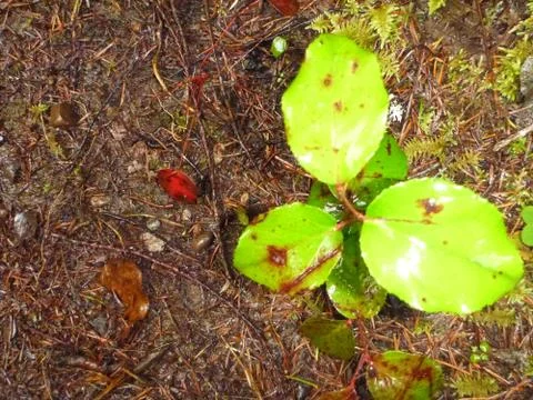 Green leaves with red Stock Photos