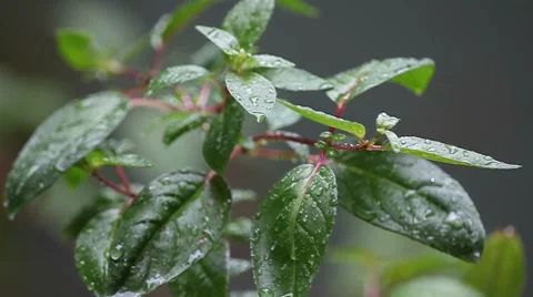 Green leaves with red stems Stock Footage 8835166