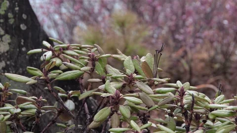 Green leaves with reddened edges on lake shore. Stock Footage 150109956