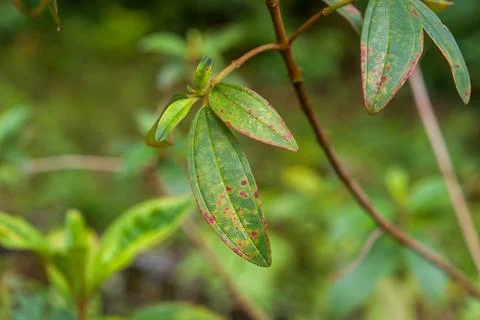 Green leaves with reddish spots 库存照片