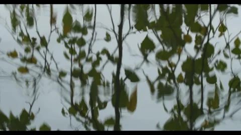 Green Leaves Reflected In The Water Stock Footage 306907641