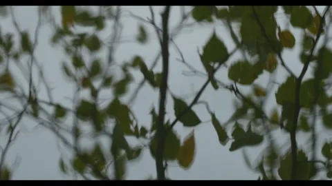 Green Leaves Reflected In The Water Stock Footage 306907656