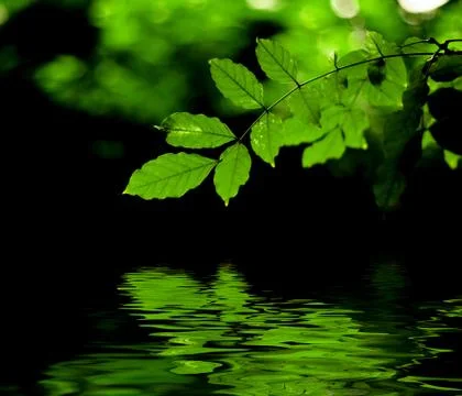 Green leaves reflection background Stock Photos