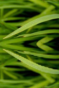 Green leaves reflection Fotos de archivo