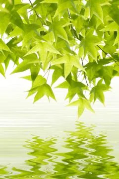 Green leaves reflection 스톡 사진