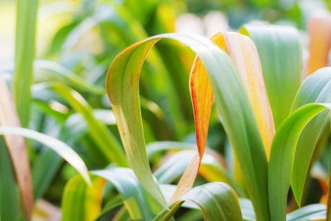Green leaves with a refreshing. Stock Photos