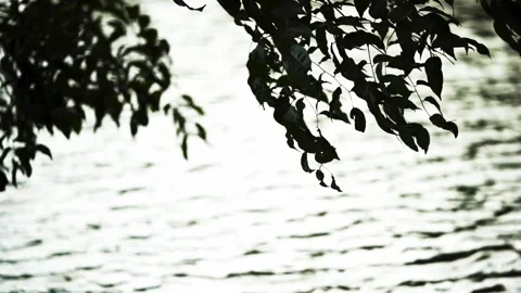 Green Leaves with River Background Stock Footage 345551030
