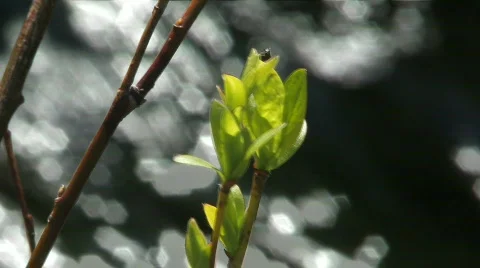 Green leaves. The river. 動画素材 708355