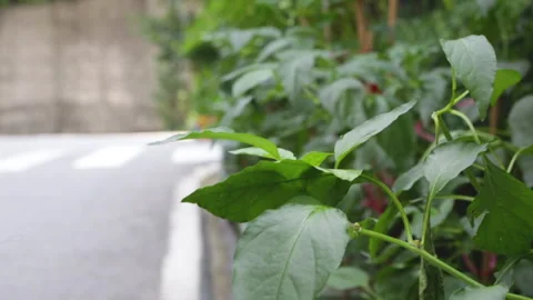 Green Leaves on Roadside Stock Footage 332693441