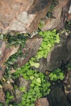 Green leaves on rocks Stock Photos