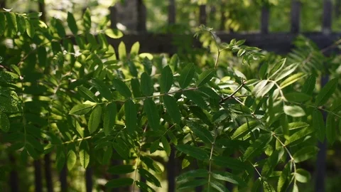 Green leaves of rowan close up in the rays of the sun swaying in the wind Stock-Footage 112862080