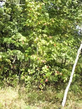 Green leaves of a rowan tree in the forest on a sunny day Stock Photos