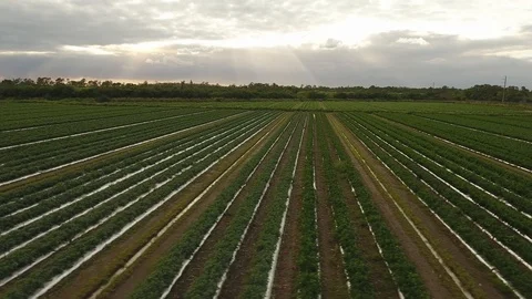 Green leaves rows Video stock 100614556