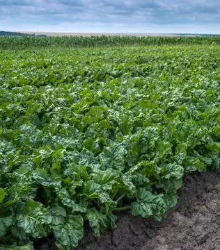 Green leaves rows of sugar beets close-up Stock Photos