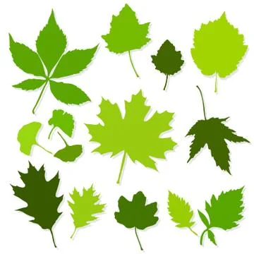 Green leaves set on white background vector Stock Illustration