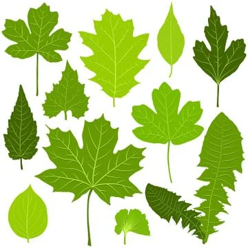Green leaves set on white background Stock Illustration