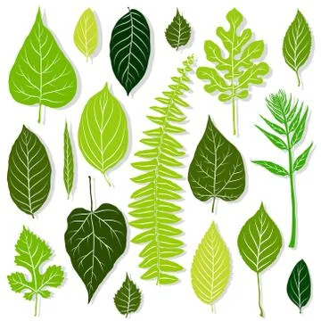 Green leaves set on white background Stock Illustration