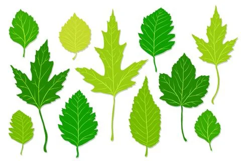 Green leaves set on white background. Vector illustration Stock Illustration