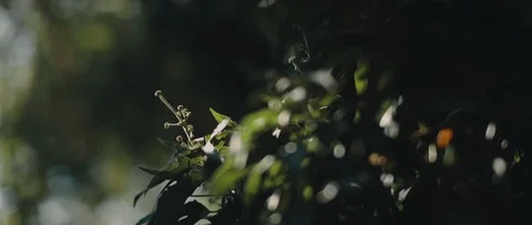 Green leaves in the shadow with the sun light. Nature background, b-roll. Stock Footage 126738039