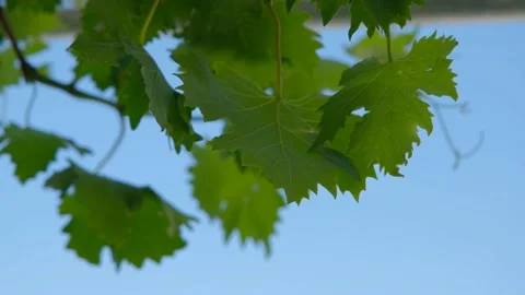 Green leaves  shaking by wind. Stock Footage 196505208
