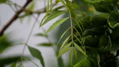 Green leaves shaking by wind or air and beautiful nature background video. Stock Footage 134908156