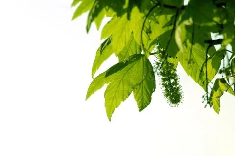 Green leaves, shallow focus on the withe background Stock Photos