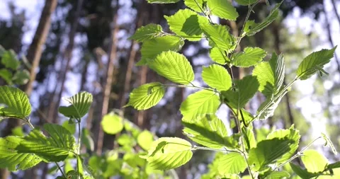 Green leaves shining with backlight  in the forest 스톡 동영상 340290989