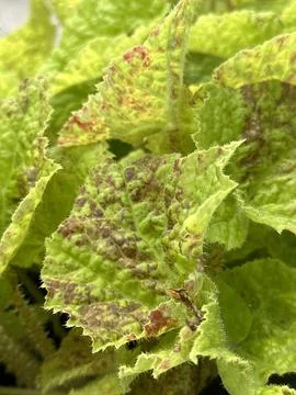 Green leaves shot using macro mode Foto stock