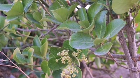 Green leaves of shrubs in the wind Stock Footage 113482983