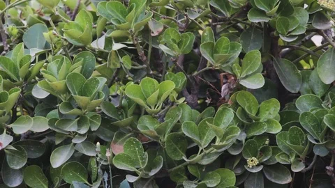 Green leaves of shrubs in the wind Stock Footage 113483580
