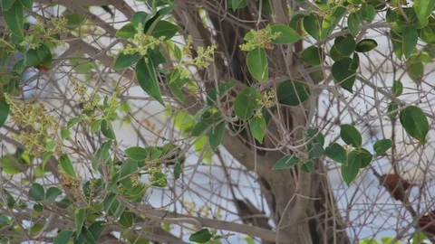 Green leaves of shrubs in the wind Stock Footage 113484071