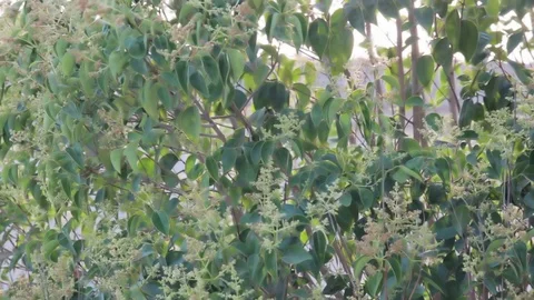 Green leaves of shrubs in the wind Stock Footage 113484488