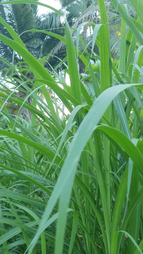Green leaves on the side of the road Stock Footage 311443183