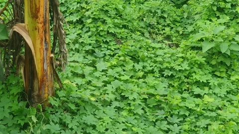 Green leaves on the side of the road Stock Footage 311683050