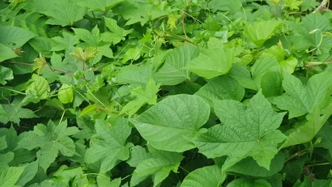 Green leaves on the side of the road Stock Footage 311694141