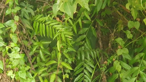 Green leaves on the side of the road Vídeos de archivo 344512805