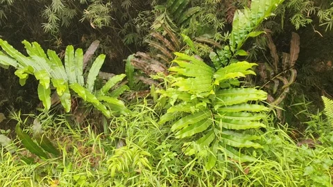 Green leaves on the side of the road Видео 344512907