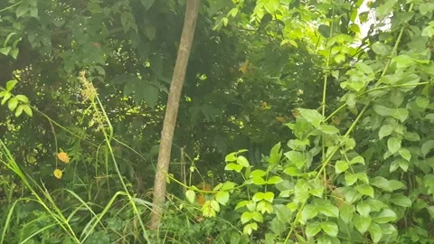 Green leaves on the side of the road Видео 344513176