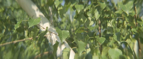 Green leaves of silver birch tree anamorphic 4K video Stock Footage 315487647