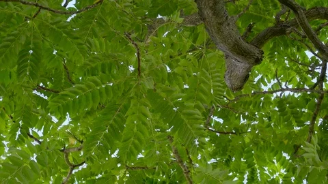 The green leaves of Simaroubaceae waving in the wind Stock Footage