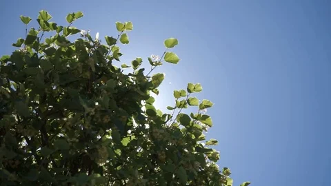 Green Leaves on Sky Background Stock Footage 77050383