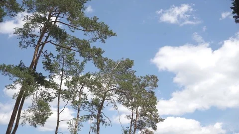Green Leaves on Sky Background Stock Footage 77050423