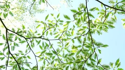 Green leaves sky Spring landscape, tree branches with green leaves against the Stock Footage 302258094