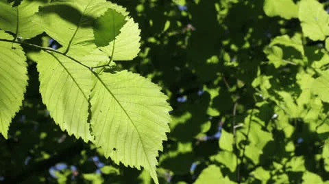 Green leaves at the slight wind background Stockbeeldmateriaal 24603702
