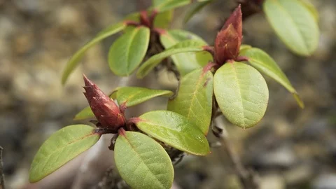 Green leaves slow motion background stock footage Stock Footage 108168059