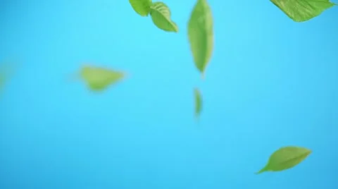 Green leaves, Slow Motion Stock Footage 11058394