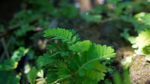 Green Leaves at Small Brooks in the Forest. Nature in Green Season, Dolly Sho 库存影片 104245602