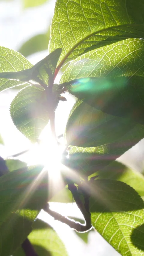 Green Leaves With Small Buds Close Up View. Vertical. Stock-Footage 302553043