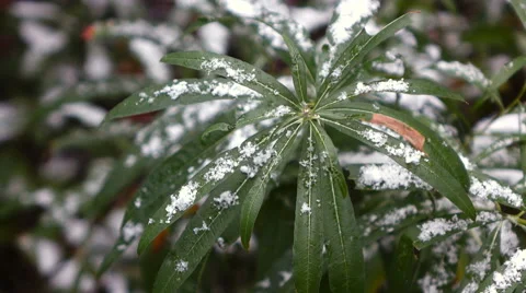 Green leaves with snow  4 Stock Footage 55874950